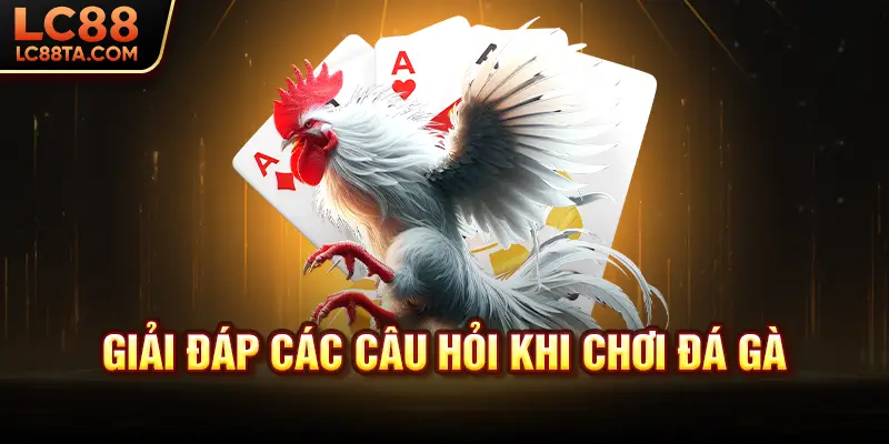 Giải đáp các câu hỏi khi chơi đá gà